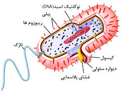 پاورپوینت درمورد سلول های پروکاریوتی