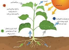 پاورپوینت فتوسنتز در گیاهان