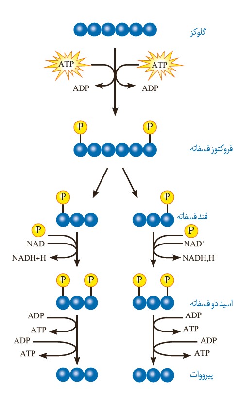 پاورپوینت گلیکولیز